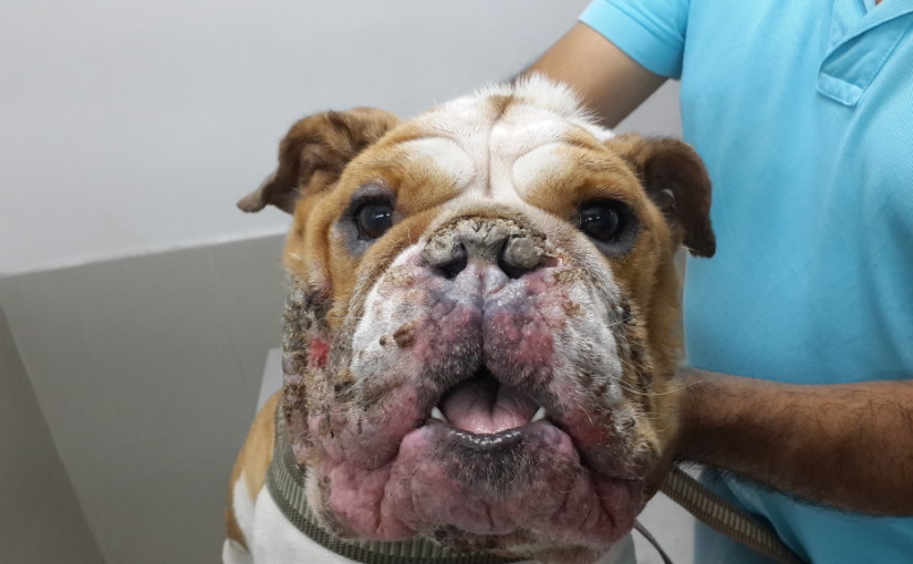 Dermatología Veterinaria