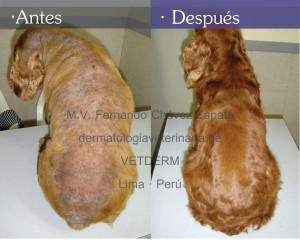 Servicios de diagnóstico de Enfermedades de la piel de animales.